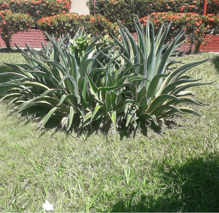 Jardines - Conjunto Residencial Bello Horizonte Etapa 3B