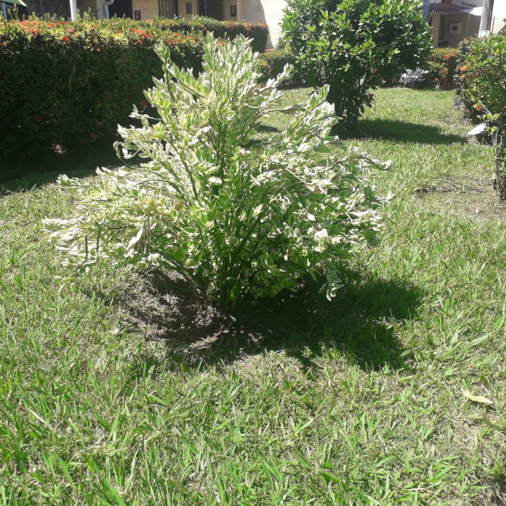 Jardines - Conjunto Residencial Bello Horizonte Etapa 3B